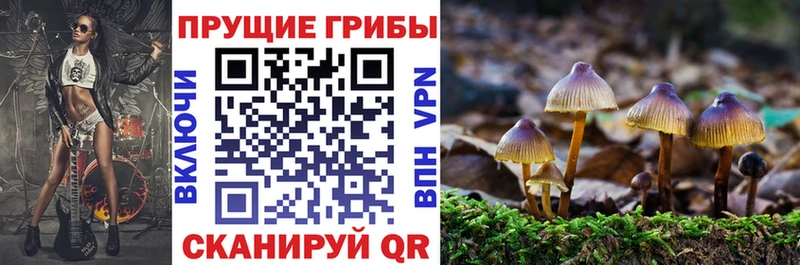 купить наркотики сайты  Мамадыш  Галлюциногенные грибы Psilocybe 
